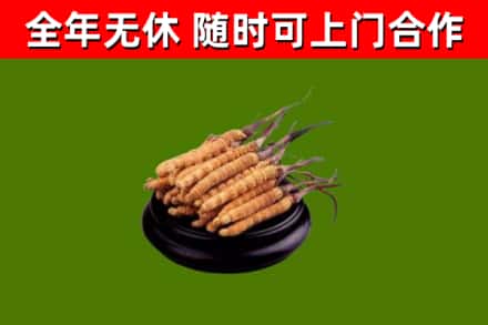 隆德县回收冬虫夏草